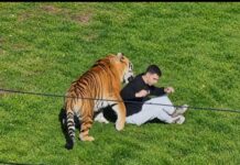 Un hombre murió tras entrar en el recinto de los tigres en un parque de vida silvestre